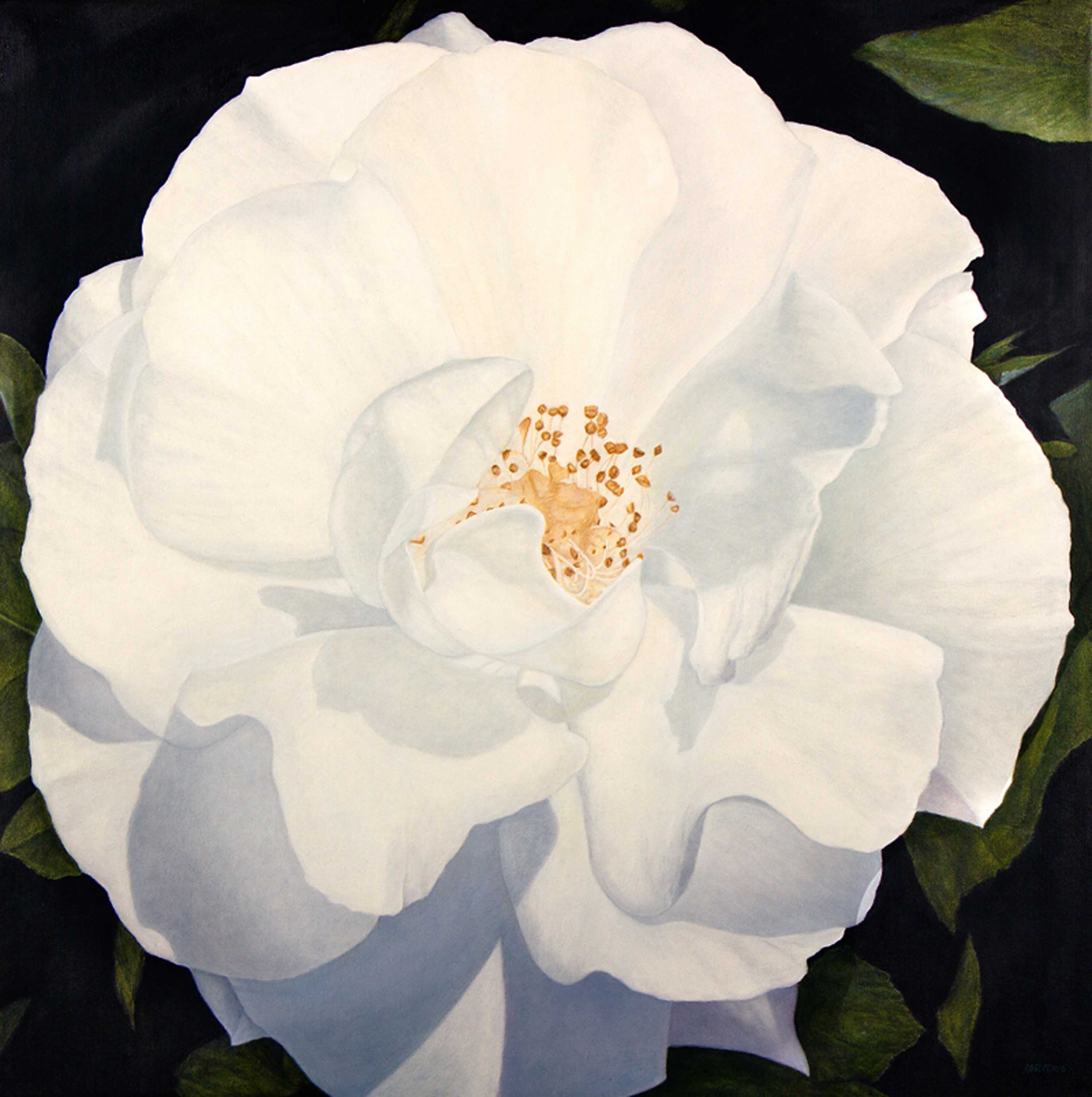  Open Rose, 36 x 36 Original Oil 